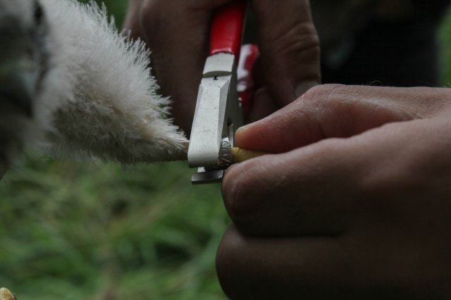 Ringen torenvalkjes Buylaers